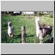 F2002Llamas.jpg